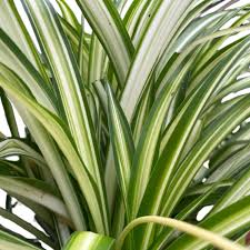 Image result for Chlorophytum africanum