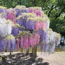 Image result for Wisteria