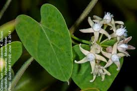 Image result for Cynanchum mossambicense