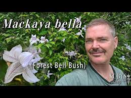 Image result for Mackaya