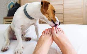 5 Disturbing Reasons Why Your Dog Is Licking Your Feet Terribly Terrier