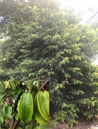 Jaboticaba is a small bushy tree that has many branches. Huge Fruit Tree Inventory Florida Nursery Mart