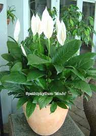 Why Do Peace Lily Get Brown Leaves And Tips Peace Lily Plant Plants Peace Lily Plant Care