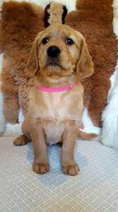 Golden Retriever Puppy Facebook Willow S Akc Golden Retriever Puppies Golden Retriever Puppy Cute Dogs Puppies