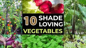 Vegetables that can handle partial shade will be able to get by without issues even they are with plenty of water, this plant will definitely produce tasty vegetables even in partial shade. Top 10 Shade Loving Vegetables The Best Veggies To Grow In Shade Youtube