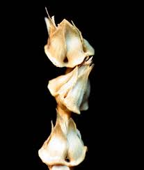 Image result for Anthephora cristata