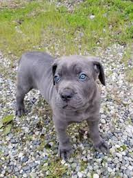 Our Blue Cane Corso Puppy Bane Steals Hearts Http Ift Tt 2rvk37l Cane Corso Puppies Blue Cane Corso Puppies Cane Corso