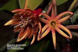 Image result for Rhizophoraceae