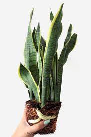 Snake Plants How To Grow And Care For A Sansevieria Snake Plant Care Propagating Plants Plants