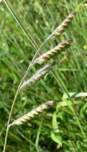 Image result for Eriochloa