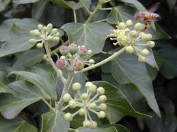 Image result for Araliaceae