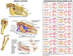 Equine Dental Anatomy And Aging Chart Dental Anatomy