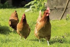 Keeping your poultry healthy helps to keep you and your family healthy. A Flock Of Your Own Keeping Chickens In Your Back Yard Zip06 Com