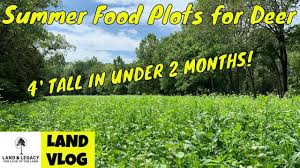 That is the one question that i get more than any other. Summer Food Plot Blends What S The Best Food For Deer Youtube