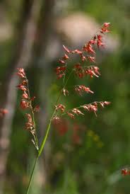 Image result for Melinis repens