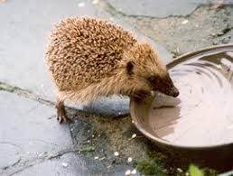 Igelfreundlicher Garten Garten Igel Im Garten Hinterhof Gemusegarten