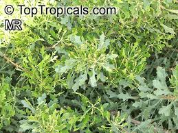 Image result for Myrica salicifolia