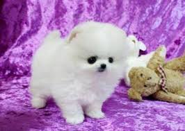 Free puppies and puppies for adoption on here come from world reknown breeders that are looking for homes that would adopt these puppies for free, be sure to scroll through our listings for free puppies. Two Awesome T Cup Pomeranian Puppies For Sale In New Bern North Carolina Classified Americanlisted Com