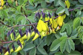 Image result for Crotalaria monteiroi
