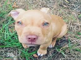 The red nose pitbull is a reddish brown pitbull dog with a red nose to match. 14 Important Facts About Red Nose Pitbull Dogs That Every Should Know American Bully Daily