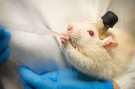 The History Of The Lab Rat Is Full Of Scientific Triumphs And Ethical Quandaries Science Smithsonian Magazine