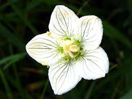 Castell de la Llosa i Molí de Salt
