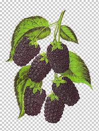 amla png cliparts for free download uihere amla png cliparts for free download