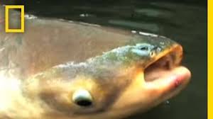 Global ecology and conservation (en inglés) 7 : Mekong Giant Catfish National Geographic Youtube