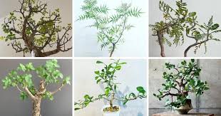 Image result for Burseraceae