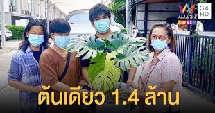 โดยมอนสเตอร่ามี 2 ประเภท คือชนิดเ ลื้ อ ย และชนิดต้น โดยมากในไทยเรานิยมปลูกชนิดเ ลื้ อ ยกัน แต่ถ้าจะปลูกเพื่อส่งออก แนะนำพั น. Rnng1hvefqzo M
