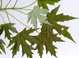 Image result for pictures of silver maple trees