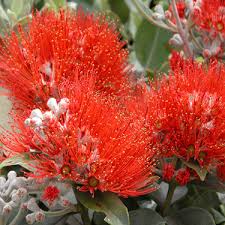 We did not find results for: Go Gardening Helping New Zealand Grow Garden Inspiration Tips And Advice From The Expert