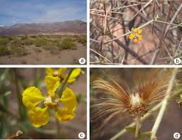 Image result for Flabellariopsis acuminata