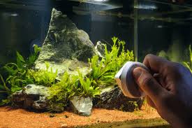 Similarly, adjust the light settings if it's set too low. How To Get Rid Of Algae In Fish Tank Fishkeeping World