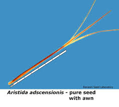 Image result for Aristida adscensionis