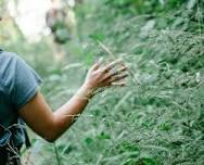 Forest Bathing