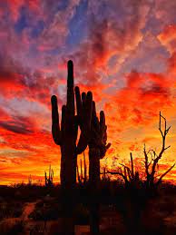 Desert cactus sunset saguaro scottsdale tucson arizona | photography print. The Beauty Of The Sunset In The American Desert Is Some Of My Favorite Landscape Scenes Desert Landscape Painting Desert Sunset Painting Desert Sunset
