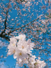 Check spelling or type a new query. Musim Semi Bunga Sakura Jepang 1280x857 Wallpaper Teahub Io
