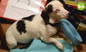 Beautiful akc reg mini dachshund puppies we have choc&tans blk&tans brendles,piebalds, dapples 1 yr health guarantee shot/worm records and a receipt we have. Blind And Deaf Dachshund 8 Who Was Rescued By An Illinois Family Dachshund Dachshund Rescue Pet Owners
