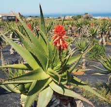 Image result for Aloe carnea