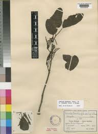 Image result for Englerina muerensis