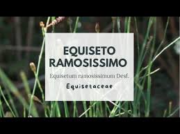 Image result for Equisetum ramosissimum