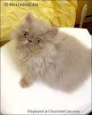 Persian Cat - Chocolate and Lilac Color - CatsCreation
