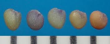 Image result for Trifolium semipilosum