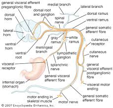 spinal nerve anatomy britannica