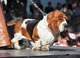 Our responsibility to our puppies does not stop the day the puppy leaves. Premium Photo Basset Hound Puppy Hush Puppies Dog Portrait Isolated