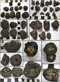 Polymetallic nodules, also called manganese nodules, are mineral concretions on the sea bottom formed of concentric layers of iron and manganese hydroxides around a core. Manganese Nodules From The Cook Islands Eez