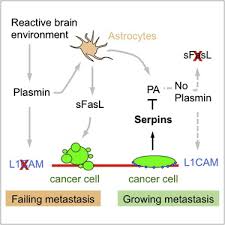 The prognosis for stage 4 breast cancer which has spread to the brain is not what we would wish it's too soon to know how this will change with treatments such as sbrt and metastasectomy, but early. Serpins Promote Cancer Cell Survival And Vascular Co Option In Brain Metastasis Cell