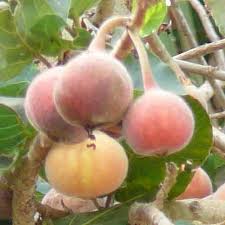 Maybe you would like to learn more about one of these? Health Benefits Of Sycamore Fruit In Nigeria List Of Fruits In Nigeria Their Health Benefits