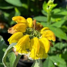 Image result for Phlomis fruticosa